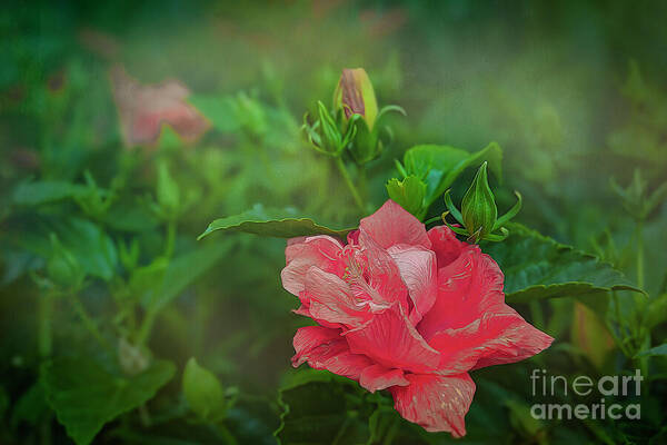Hibiscus Art Print featuring the photograph The Pink Hibiscus by Shelia Hunt