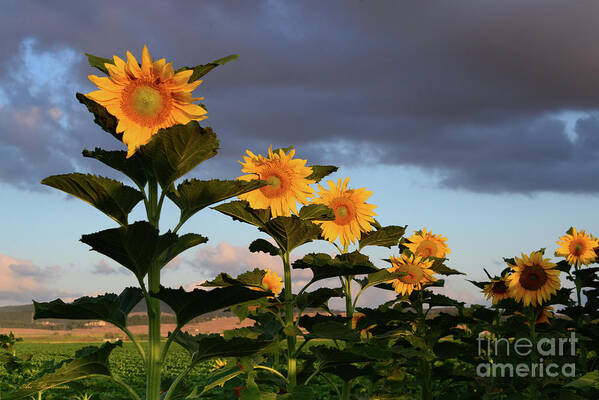 Unflower Art Print featuring the photograph The row of sunflowers by Arik Baltinester