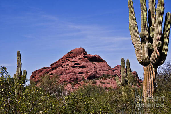 Cactus Art Print featuring the photograph The Saguaro Cacti and Red Rocks by Kirt Tisdale