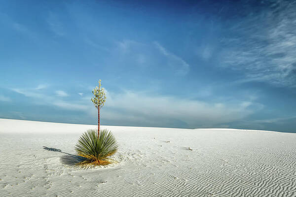 White Sands National Monument Art Print featuring the photograph The Sentinel by James Barber