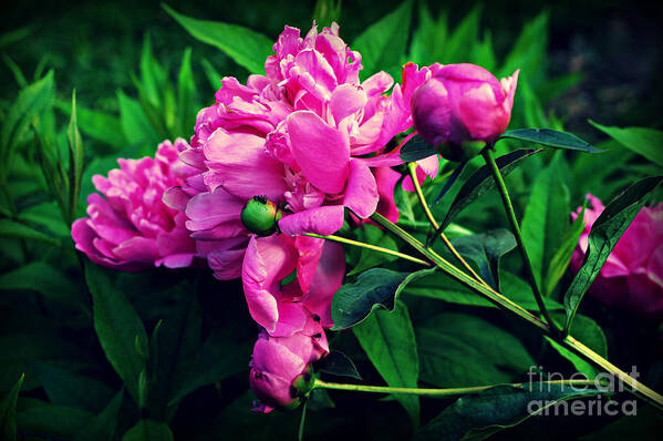Peonies Art Print featuring the photograph The Silent Power of God's Love by Frank J Casella