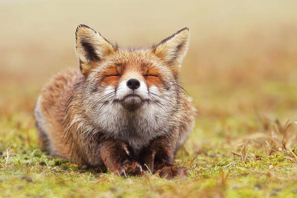 Fox Art Print featuring the photograph The Smiling Fox by Roeselien Raimond