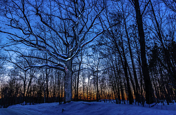 Landscape Art Print featuring the photograph The Sunset, the snow and the old tree by Nathan Wasylewski