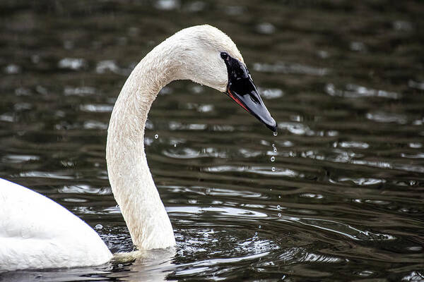 Swan Art Print featuring the photograph The Swan by Jerry Cahill