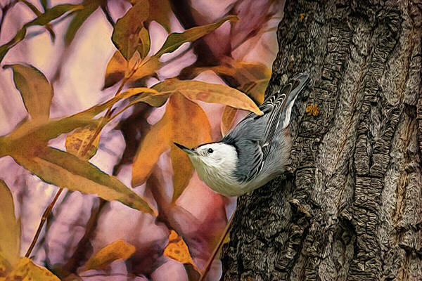 Nuthatch Art Print featuring the photograph The Upside Down Percher by Debra Martz