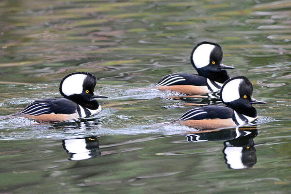 Hooded Mergansers Art Print featuring the photograph Three Male Hooded Mergansers by Jerry Griffin