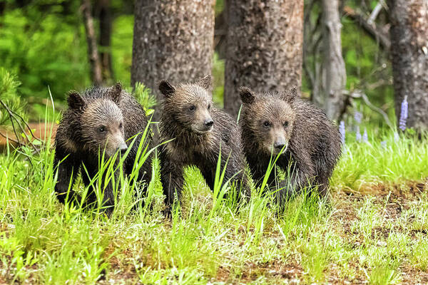 Grizzly Art Print featuring the photograph Three of Four of Grizzly 399's Cubs by Belinda Greb