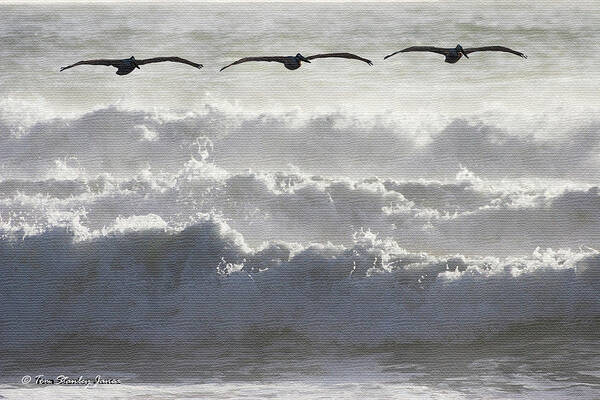 Three Art Print featuring the digital art Three Pelicans Three Waves by Tom Janca