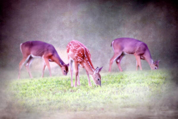 2d Art Print featuring the photograph Three Whitetail Grazing by Brian Wallace