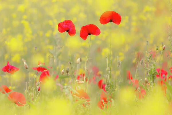Poppy Art Print featuring the photograph Threesome - Poppies in a rapeseed ield by Roeselien Raimond