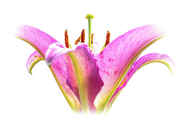 Lily Art Print featuring the photograph Tickled Pink by Carol Senske
