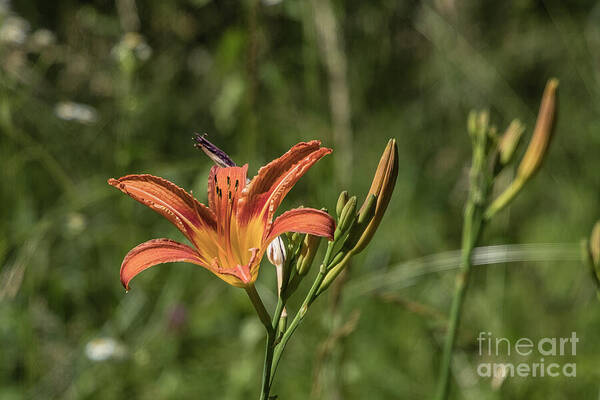 Clarksburg Art Print featuring the photograph Tiger Lilies by Kathy McClure