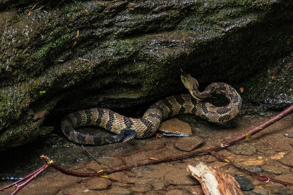 Brevard Art Print featuring the photograph Timber Rattler by Melissa Southern