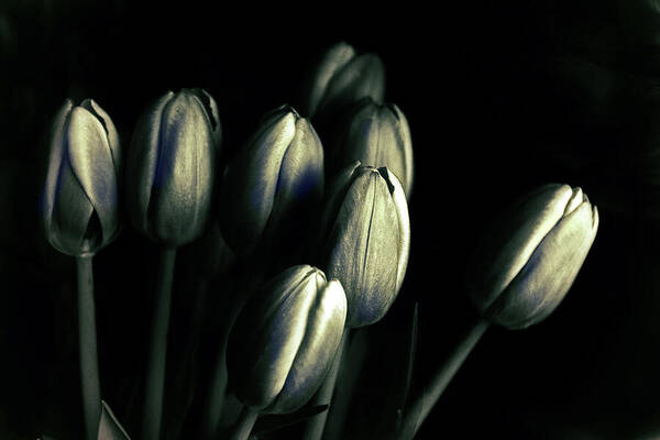 Tulips Art Print featuring the photograph Tonal Tulips by Jessica Jenney
