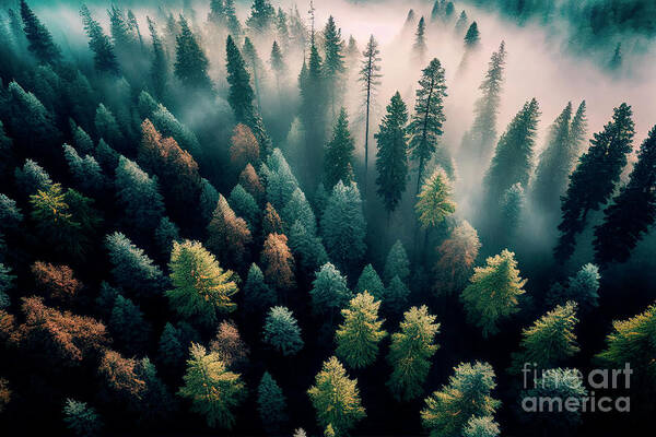 Pine Art Print featuring the photograph Top view of dark green forest landscape by Jelena Jovanovic