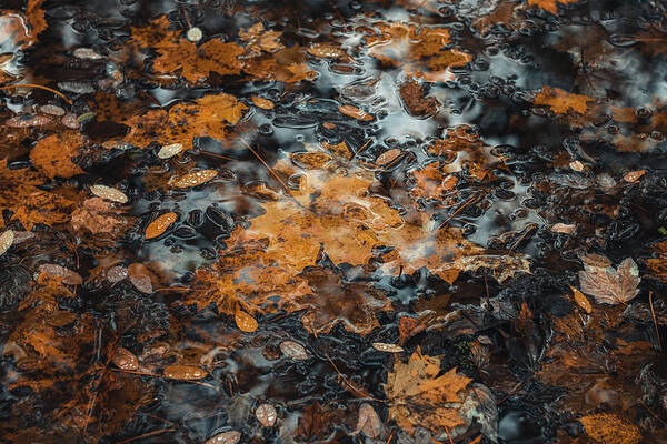 Wave Art Print featuring the photograph Touch of colorful autumn on surface of river by Vaclav Sonnek