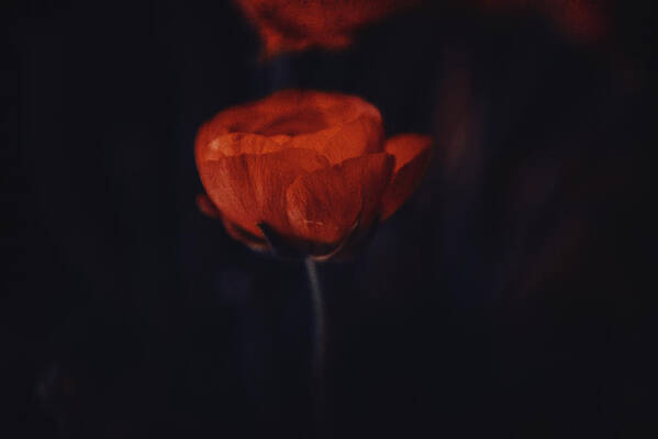Flowers Art Print featuring the photograph Touch of red by Yasmina Baggili