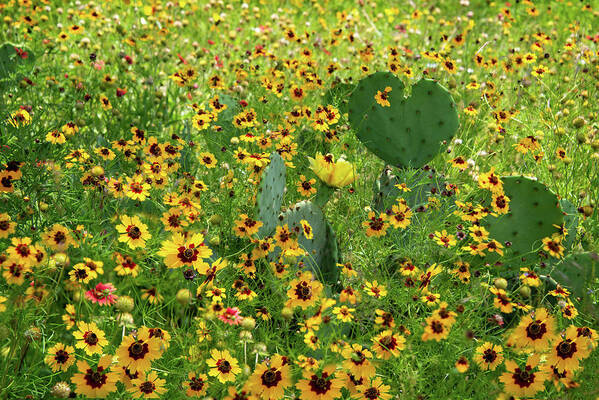 Texas Wildflowers Art Print featuring the photograph Tough Love and Wildflowers by Lynn Bauer