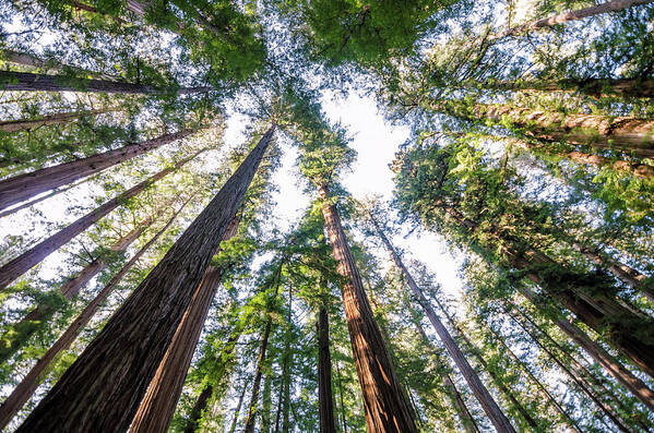 Forest Art Print featuring the photograph Towering Redwoods by Margaret Pitcher