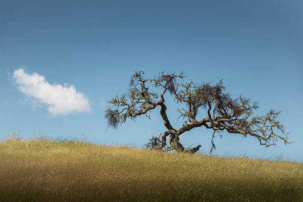 Cloud Art Print featuring the photograph Tree and Cloud Carmel Valley CA Color by David Gordon