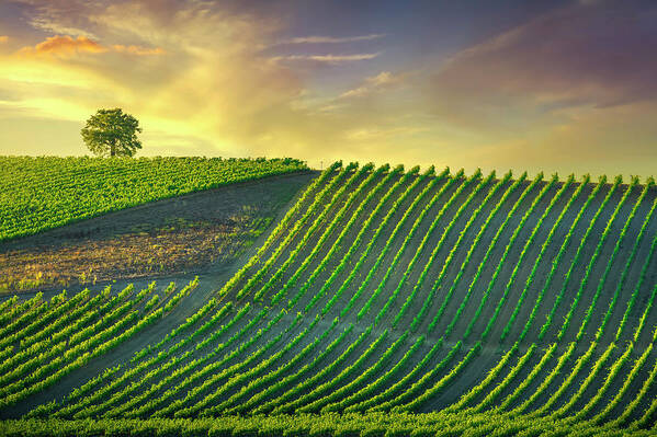 Vineyard Art Print featuring the photograph Tree and Vineyards at Sunset. Castellina in Chianti by Stefano Orazzini