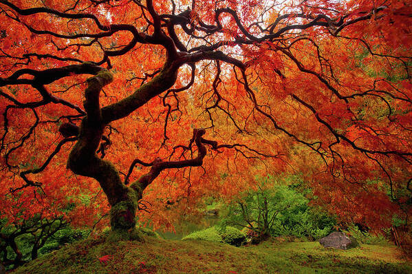 Fall Art Print featuring the photograph Tree Fire - New and Improved by Darren White