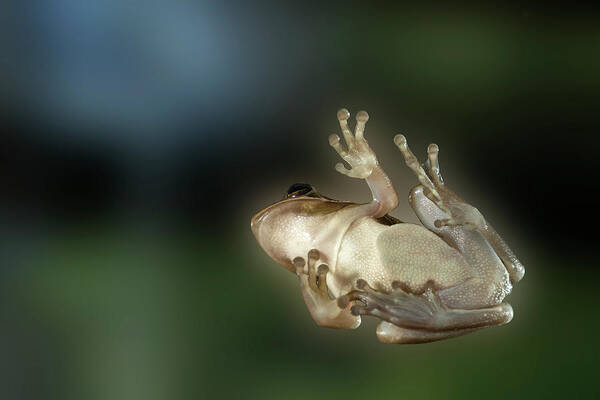 Tree Frog Art Print featuring the photograph Tree frog underneath by Dan Friend