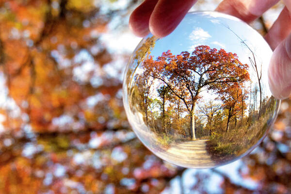 Tree In An Orb Art Print featuring the photograph Tree in an Orb by Patty Colabuono