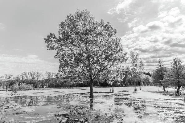 Drone Art Print featuring the photograph Tree in the Swamp Black and White by John McGraw