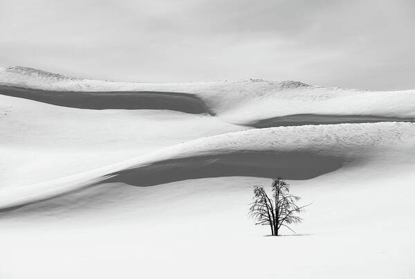 Tree Art Print featuring the photograph Tree on Snow by Alex Lapidus