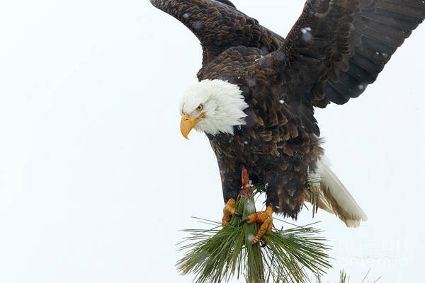 Bald Eagle Art Print featuring the photograph Tree Ornament by Beve Brown-Clark Photography