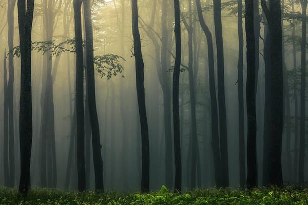 Balkan Mountains Art Print featuring the photograph Trees In Dark Forest by Evgeni Dinev