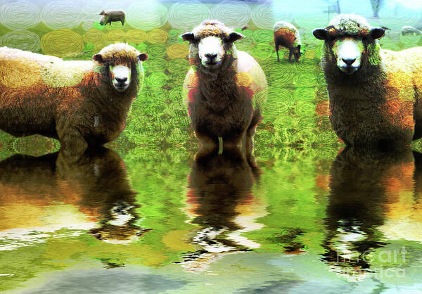 Et66 Faa Competition Entry Art Print featuring the photograph Triple Sheep Edit This 66 by Jack Torcello