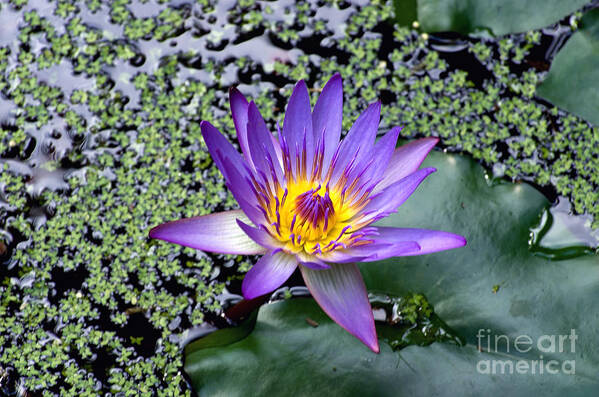 Water Lily Art Print featuring the photograph Aquatic Delight by Kerryn Madsen-Pietsch