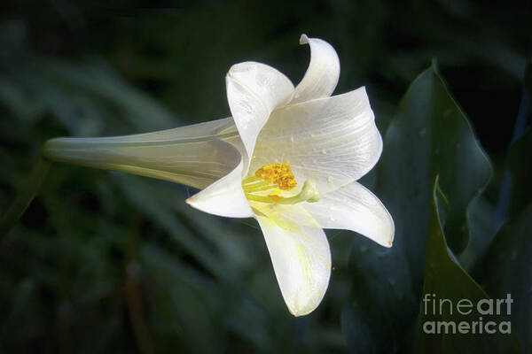 Plant Art Print featuring the photograph Trumpet Lily by Amy Dundon