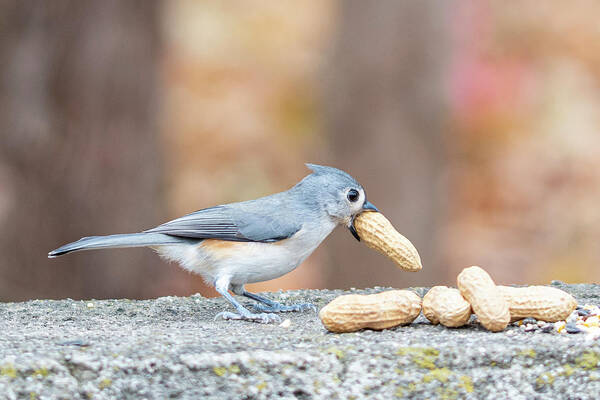 Little Gray Bird Art Print featuring the photograph Tufted Titmouse with Peanut in Mouth by Ilene Hoffman