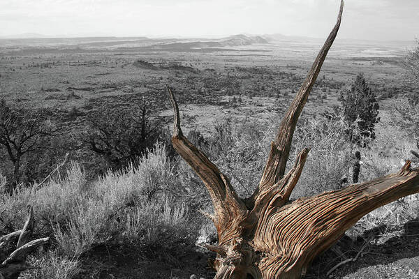 Tulelake Roots Art Print featuring the photograph Tulelake Roots by Dylan Punke