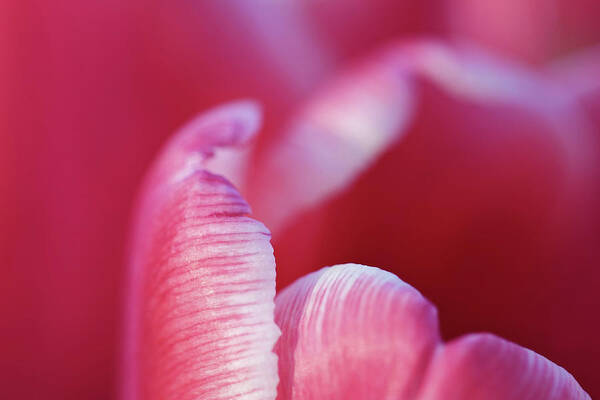 Pink Art Print featuring the photograph Tulip Detail by Maria Meester