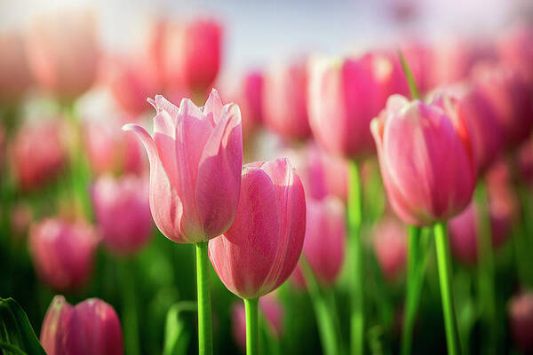  Art Print featuring the photograph Tulip Heaven by Nicole Engstrom