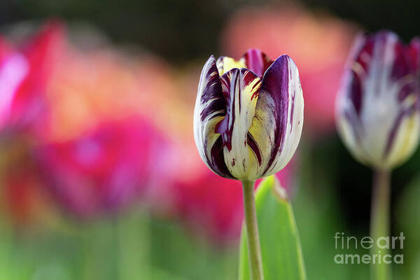 Tulip Art Print featuring the photograph Tulip Insulinde by Tim Gainey