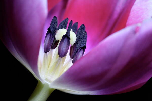 Macro Art Print featuring the photograph Tulip Pink 3917 by Julie Powell