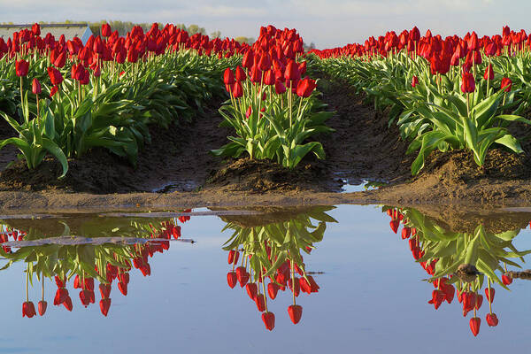 Tulips Art Print featuring the photograph Tulip Reflection by Michael Rauwolf