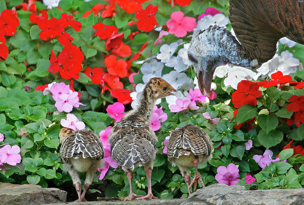 Nature Art Print featuring the photograph Turkey Preschool by Gina Fitzhugh