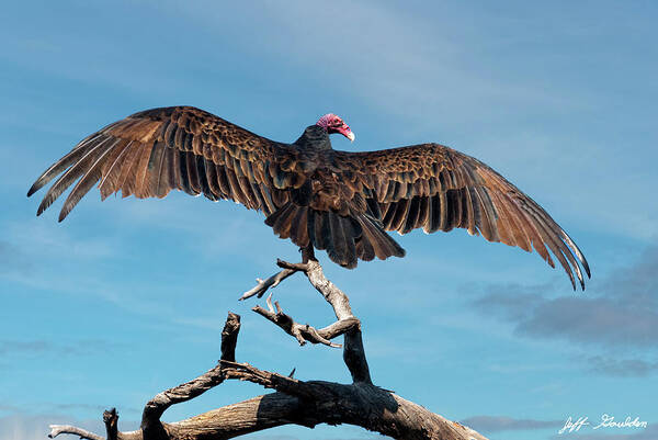 Adult Art Print featuring the photograph Turkey Vulture Perched in a Dead Tree by Jeff Goulden