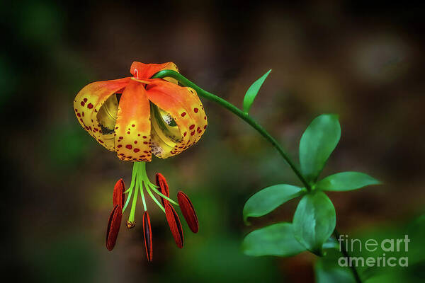Lily Art Print featuring the photograph Turks Cap Lily by Shelia Hunt