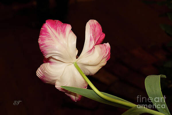 Tulip Art Print featuring the photograph Turning Away by Elaine Teague