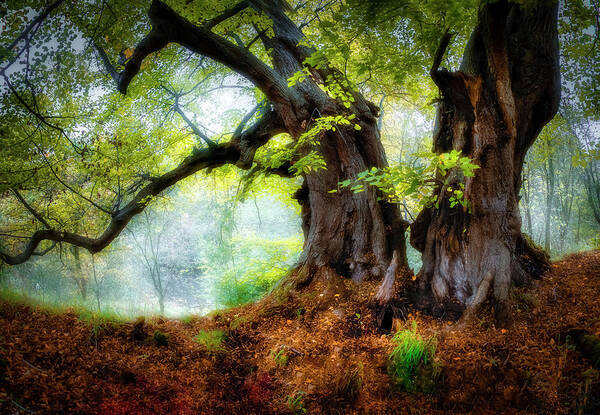 Trees Art Print featuring the photograph Two beech trees by Remigiusz MARCZAK