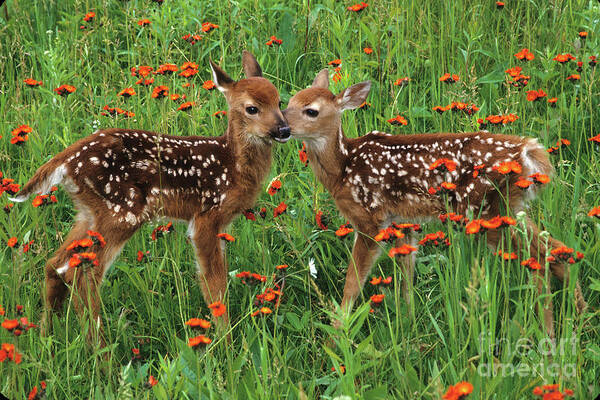 Deer Art Print featuring the photograph Two Fawns Talking by Chris Scroggins