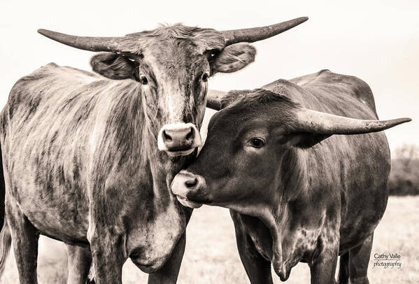 Longhorn Cow And Calf Print Art Print featuring the photograph Two Longhorn Heifers by Cathy Valle