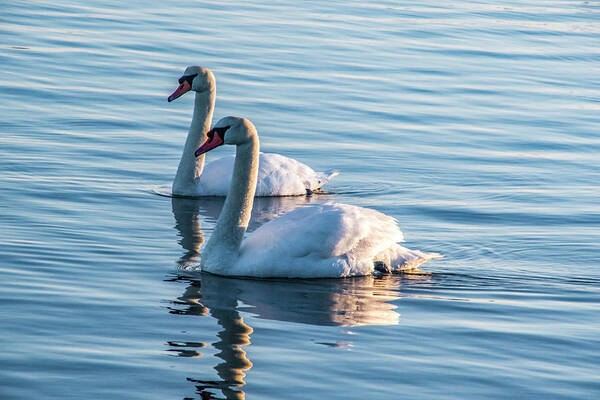 Swan Art Print featuring the photograph Two Of A Kind by Cathy Kovarik